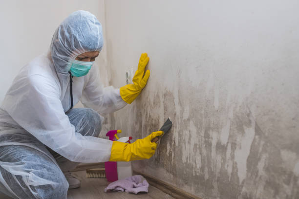 Best Attic Mold Remediation in Lakeland South, WA