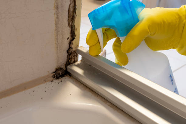 Best Residential Mold Remediation in Lakeland South, WA