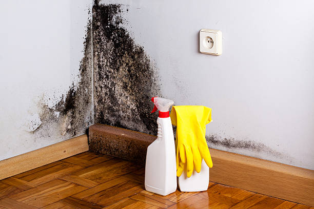 Best Emergency Mold Remediation in Lakeland South, WA